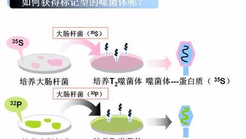 噬菌体侵染细菌的实验