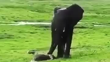 动物的亲情也感人，一头小象诞生之后，象群集体跑过来庆祝