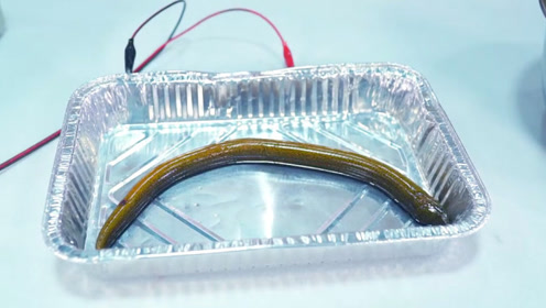 电黄鳝-腾讯视频