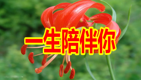 新歌!贾富营一首《一生陪伴你》再苦再累不让你委屈!