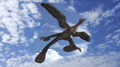 《山海经》记载的四翼鸟,在非洲找到了