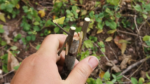 一棵果树嫁接两个接穗,全部采用双舌嫁接法,再也不用担心成活率