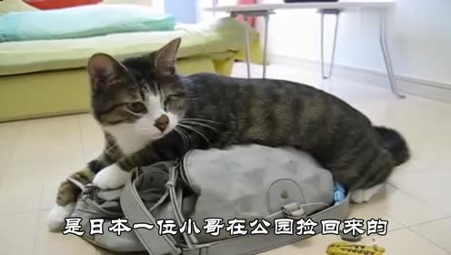 猫被虐待 腾讯视频