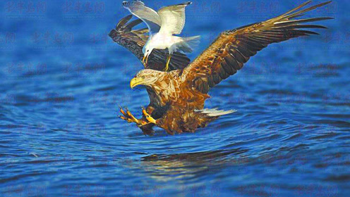 海鸥只是和老鹰对视了一眼,结果就付出了生命!