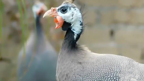 珍珠鸡这叫声太独特了吧 和驴叫有得一拼了