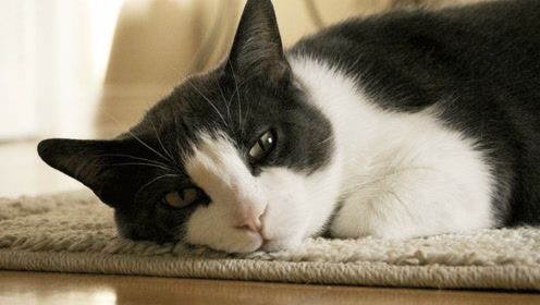 精神萎靡的猫咪好可怜 趴在地上不动了