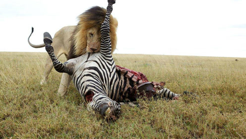 狮子捕猎斑马,招惹一群鬣狗前来,看来有一场恶战!