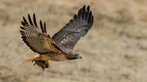 鹰的战斗力堪比老虎,小型动物一招毙命,大型猎物也会死得很惨