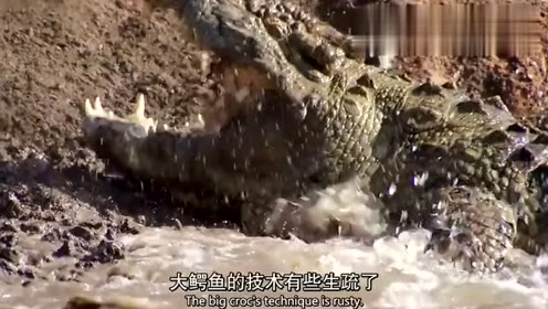 众多鳄鱼终于等来一年一次的狩猎,小鳄鱼们的大餐全靠它了