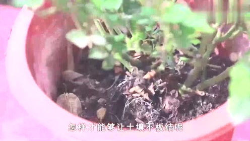 盆栽松土 腾讯视频