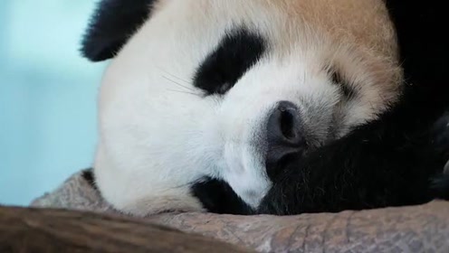 大熊猫桃滨睡觉的样子好萌,静静的不动的样子也非常可爱!