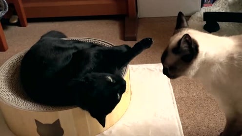 暹罗猫给黑猫舔毛用上牙 黑猫直接开启吊打模式 腾讯视频