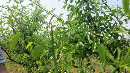 枣树病毒病 腾讯视频