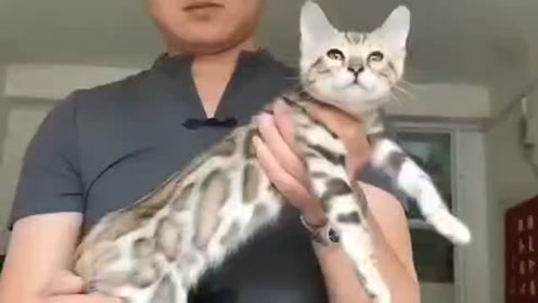 猫花纹 腾讯视频