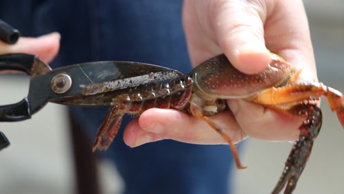 小龙虾寄生虫很多,用这种方法清理一点不担心,干净又健康