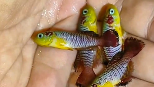 孵化鱼卵 腾讯视频