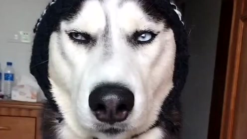 哈士奇"王之蔑视"!二哈:差不多就行了,看老子嫌弃你的眼神!