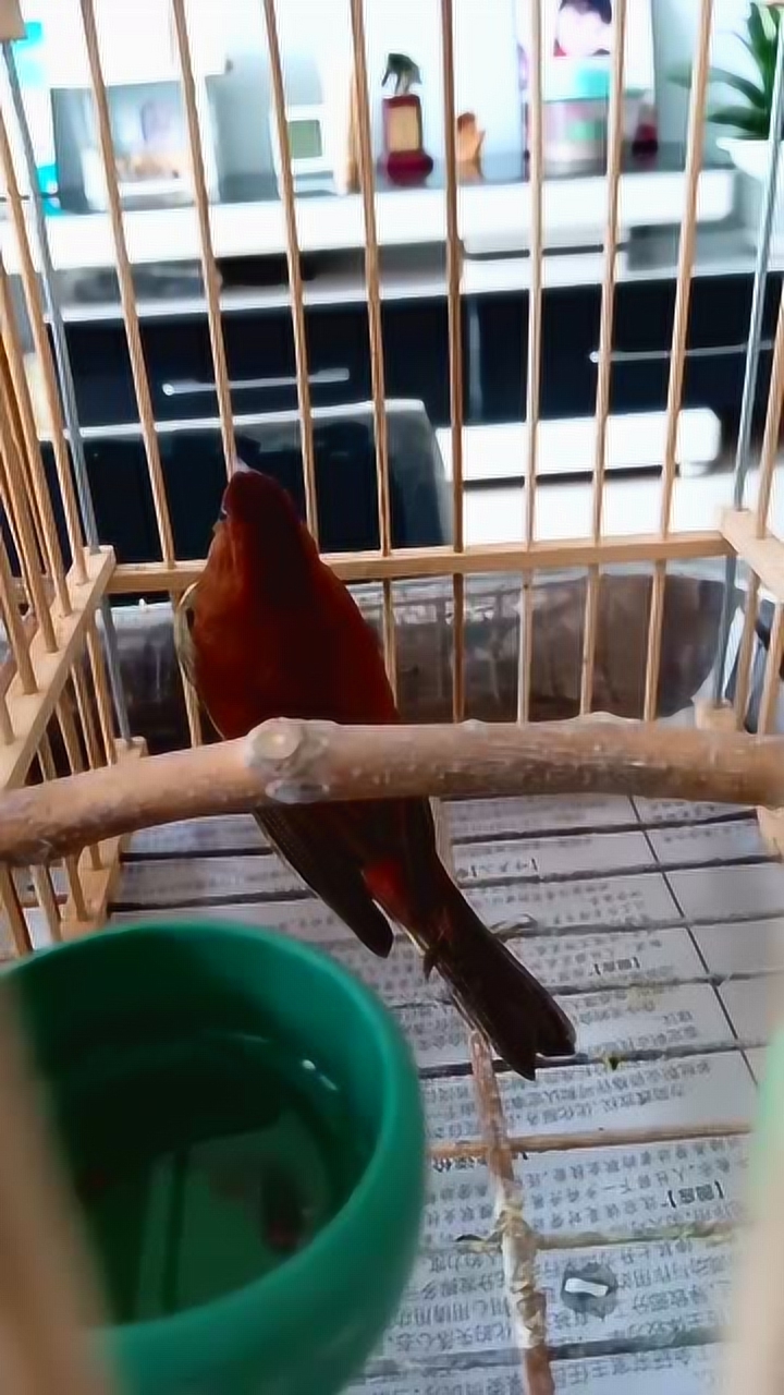 红金钟鸟开唱了