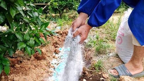 柑橘果园施肥,各种肥料农民阿财按这样的比例来放,你们看合理吗