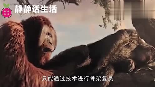 猿巨人 腾讯视频