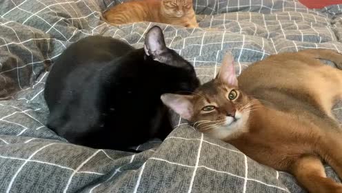 阿比西尼亚猫 腾讯视频