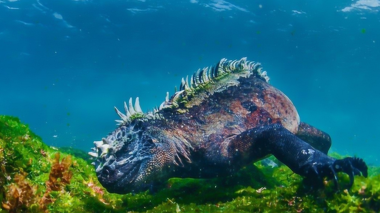 国外男子潜水,竟偶遇"哥斯拉",镜头记录紧张过程!