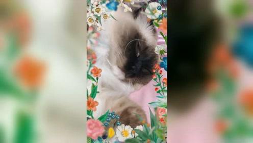 昆布料理 腾讯视频