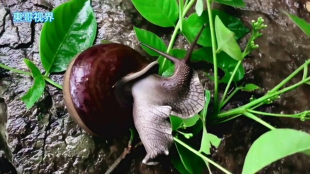 实拍广西下雨过后的蜗牛出来活动了,看起来好肥哦.