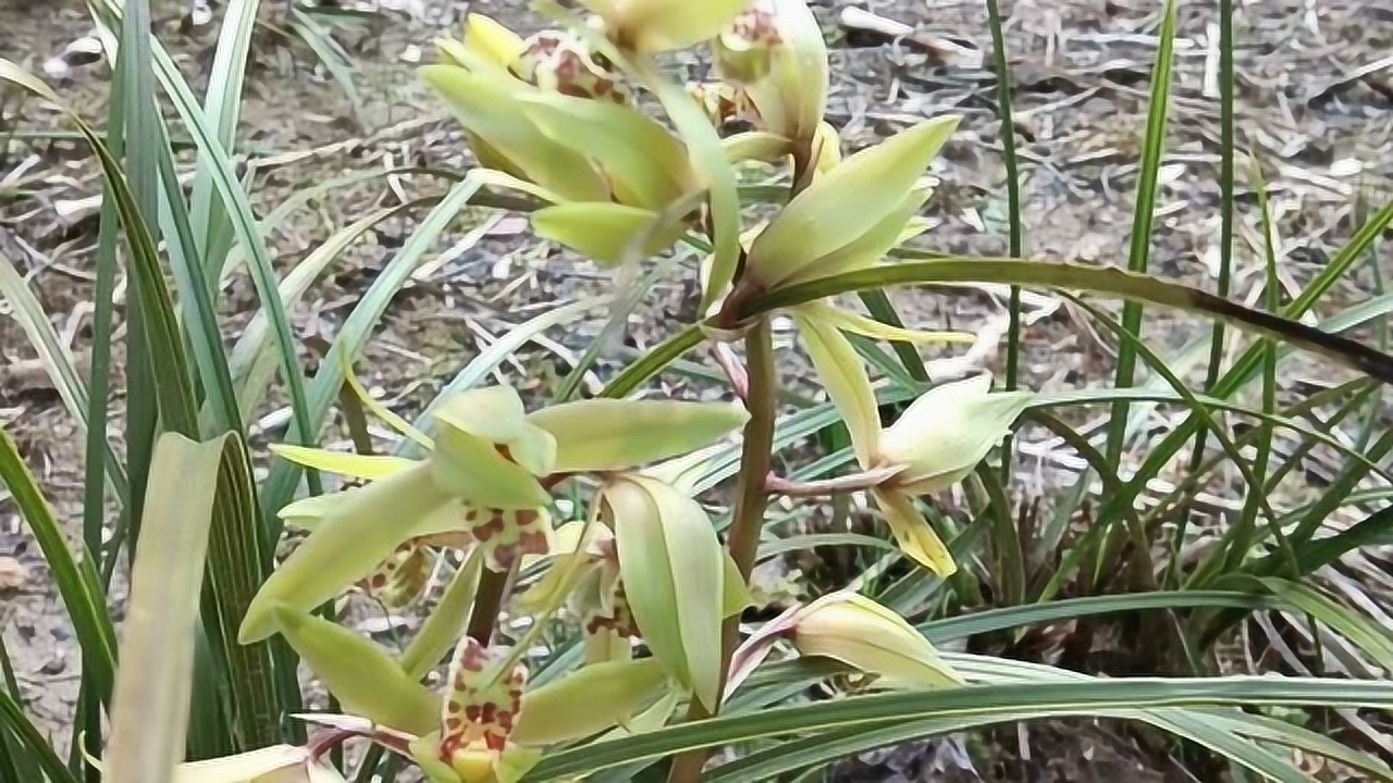 安徽六安大别山兰草花蕙兰芳香四溢!