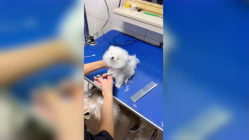 白博美犬 腾讯视频
