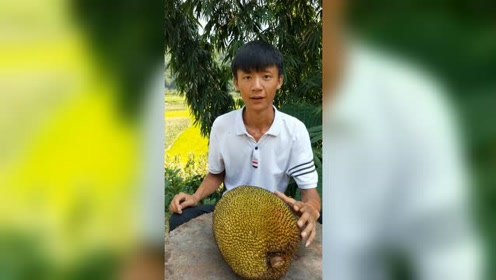 牛肚子果 腾讯视频