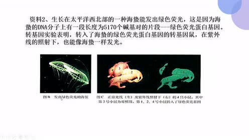 高中生物必修二《遗传与进化》3.4 基因是有遗传效应的DNA片段