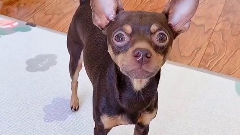 鹿犬啵啵乐不给小白吃零食,看它的做法太可爱了,都忍住别笑