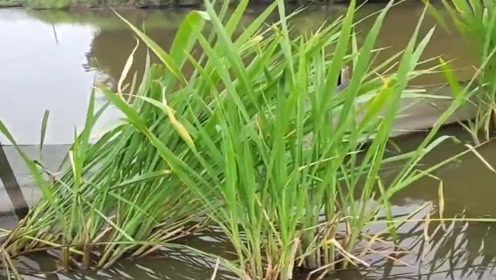 农村小伙用鸭脖做诱饵,钓了几斤大龙虾,中午能改善伙食了!