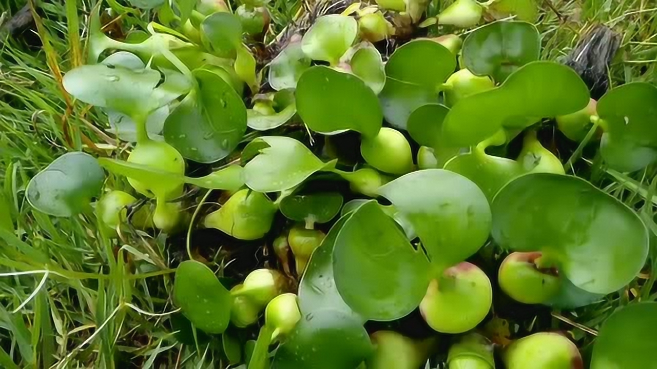 有着"吸污之王"的水葫芦,它还有什么用处呢?我们一起去了解下