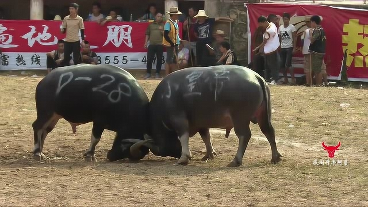 1080p蓝光画质 三倍流畅播放 4k超清体验  03:57   凯里白午牛王争霸