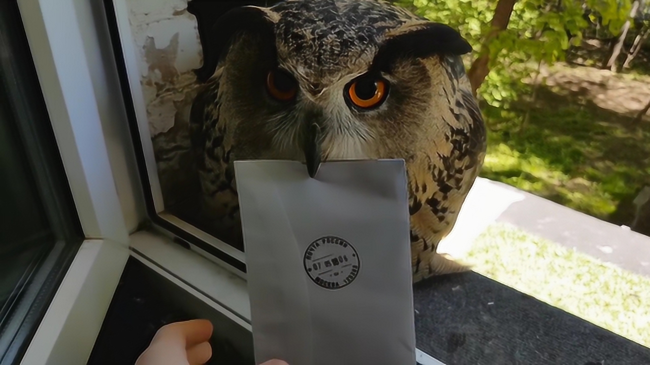 窗口一只猫头鹰送信,怎么也不肯松口,这到底是怎么回事?