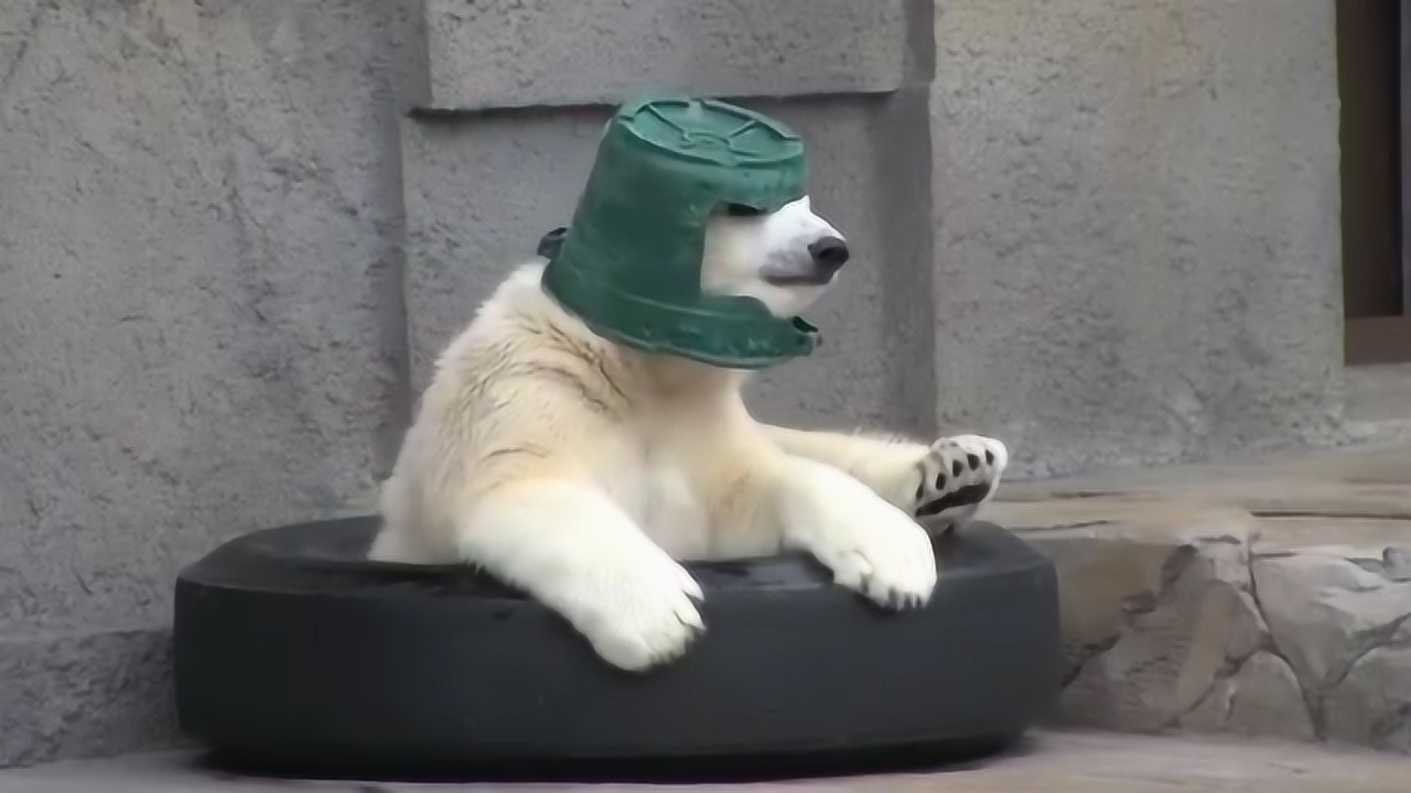 三倍流畅播放 4k超清体验  01:14   北极熊很喜欢绿色桶,经常当帽子戴