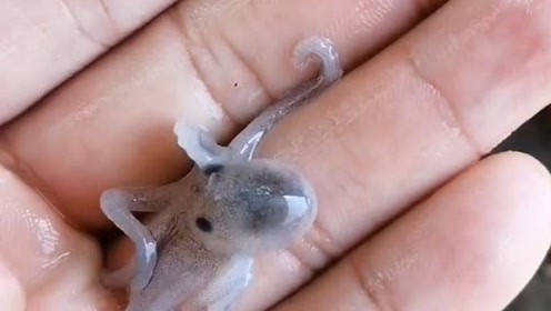 海边抓到的刚出生的小八爪鱼,这也太可爱了吧!有点不忍心吃它了!