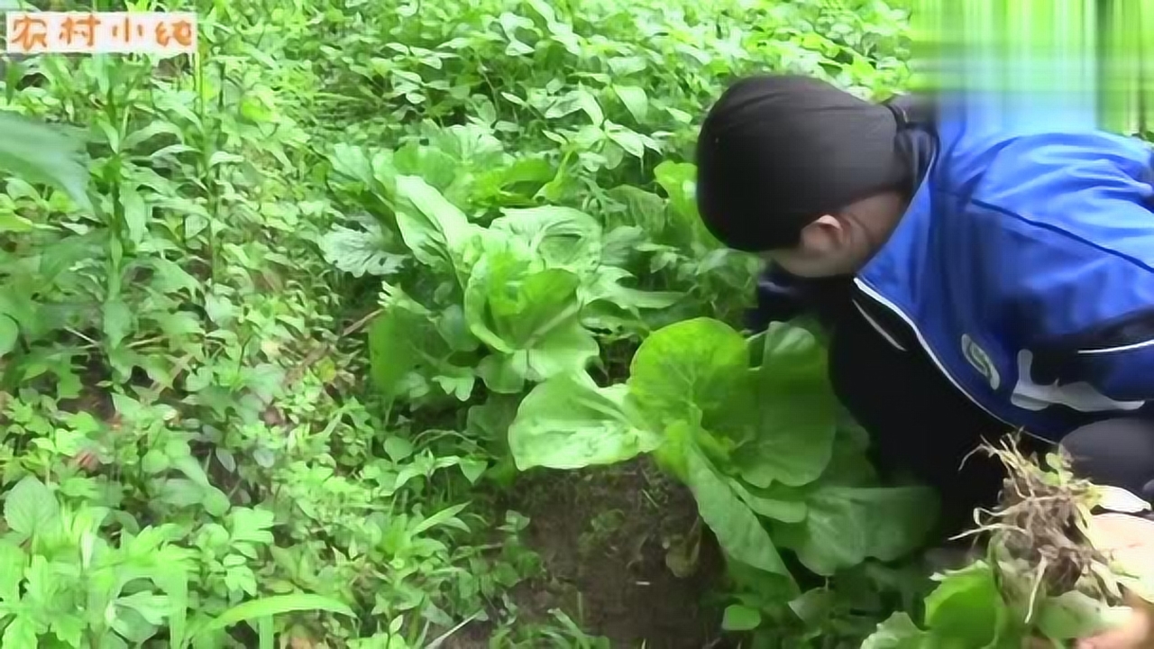 农村白菜太多吃不完,小纯摘去喂土鸡,城市人觉得可惜