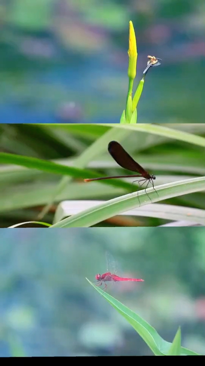 4k超清体验 1080p蓝光画质 三倍流畅播放 4k超清体验  00:15   小蜻蜓