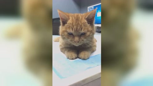 猫黄疸 腾讯视频