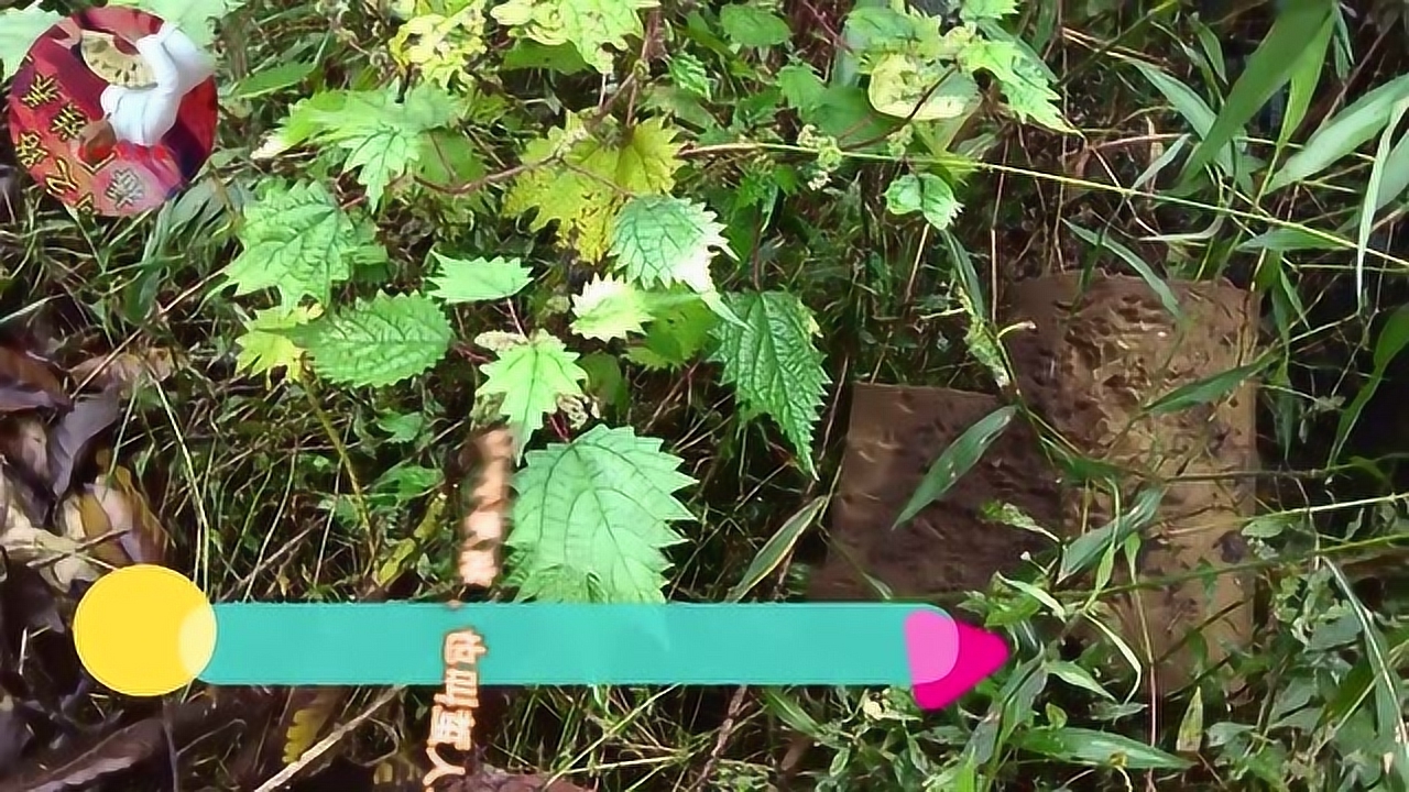荨麻 _ 百科