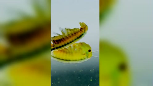 水中微生物 腾讯视频