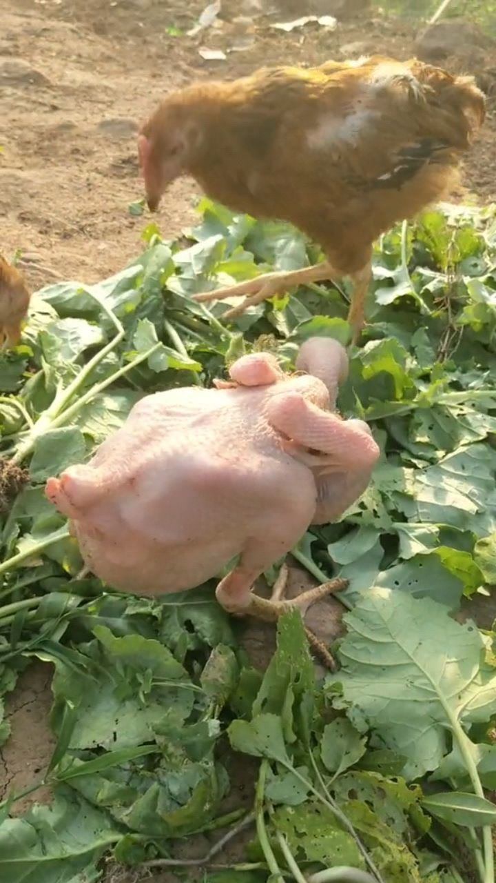 真正的铁公鸡,一毛不拔!