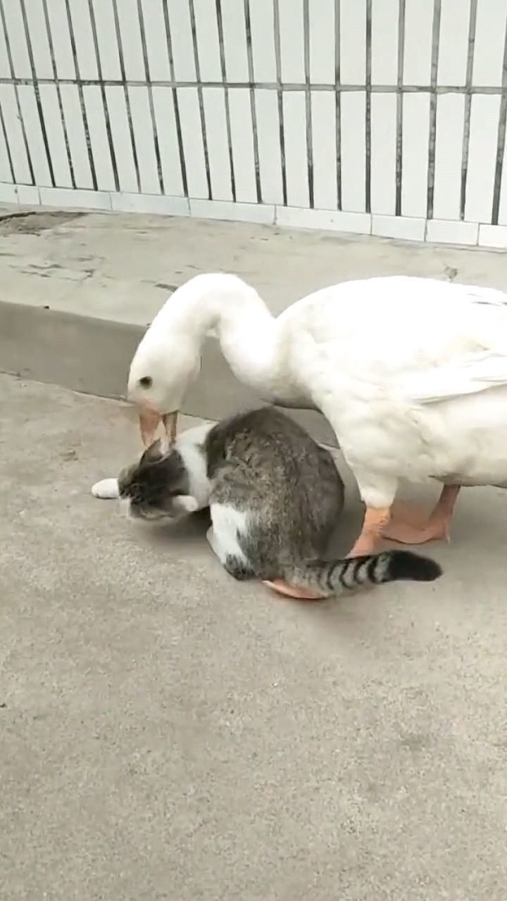 农村的大鹅真嚣张,把猫按在地上摩擦,这是有多大仇!