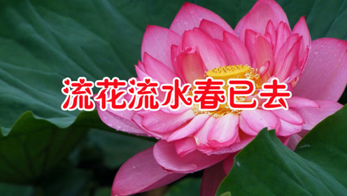 李玲玉一首《落花流水春已去》怀旧老歌,悠扬悦耳,百听不厌