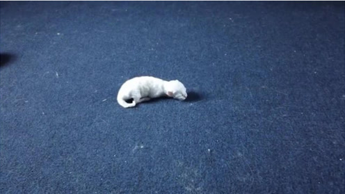 迷路的猫 腾讯视频