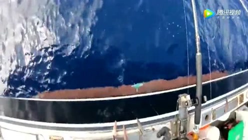 金目鯛 腾讯视频