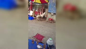 动物和人类一样也贪生怕死，也有痛觉，只是它们不会说话而已